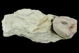 Blastoid (Pentremites) Fossil - Illinois #92230-1